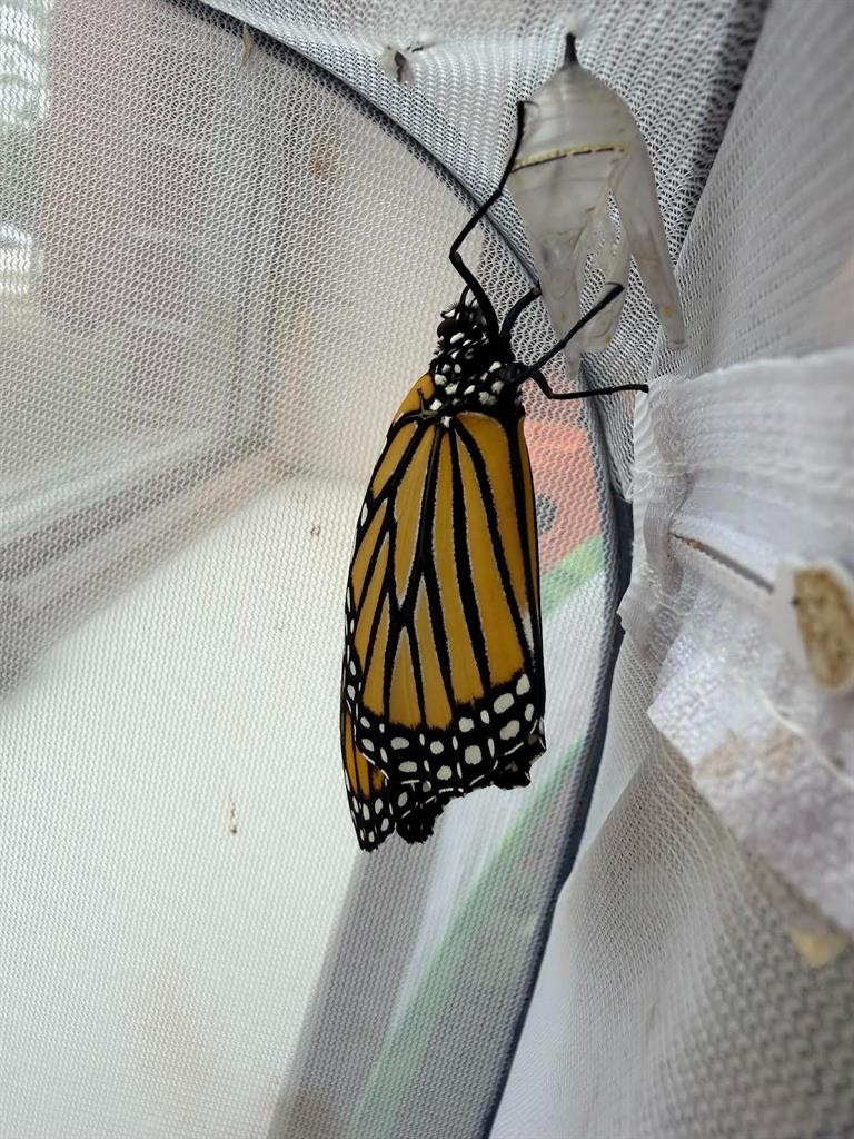 Monarch butterflies in Spanish class - picture of a monarch butterfly